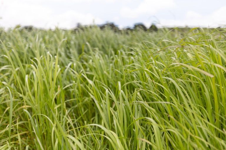 Photo of property in 139 Poyner Road, Ararua, Matakohe, 0594