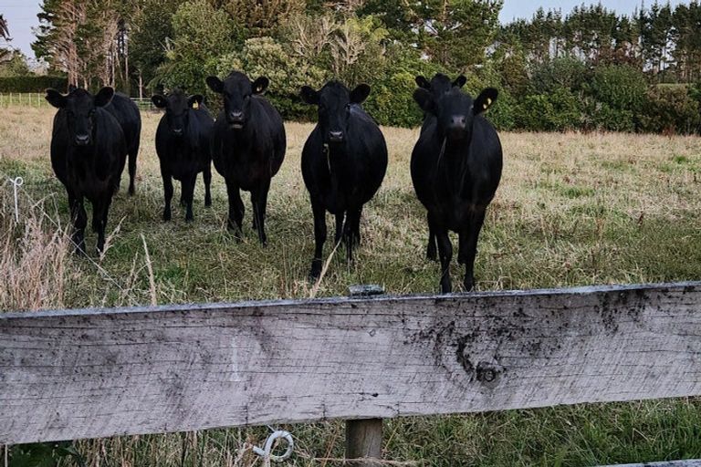 Photo of property in 287 Surrey Road, Tariki, Inglewood, 4388