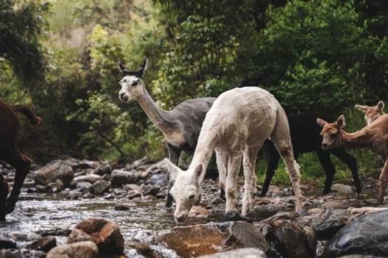 Photo of property in 272 Uruwhenua Road, Upper Takaka, Takaka, 7183