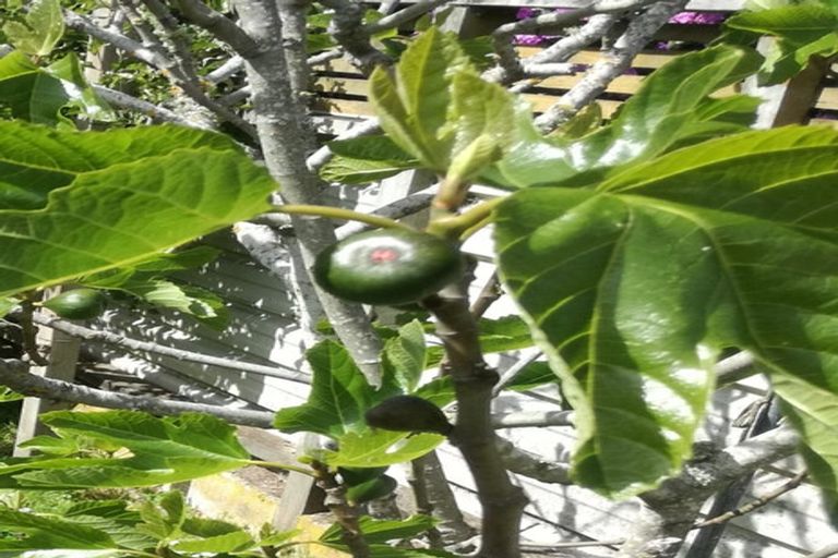 Photo of property in 95 Norwood Street, Normanby, Dunedin, 9010