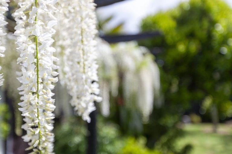 Photo of property in 15a Rosebank Grove, Waikanae, 5036