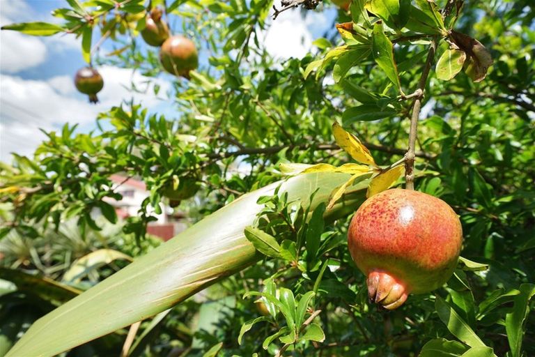 Photo of property in 98 Masters Avenue, Hillcrest, Hamilton, 3216