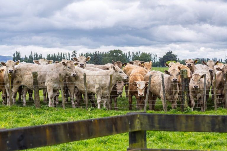 Photo of property in 2/53 Jellicoe Street, Greytown, 5712