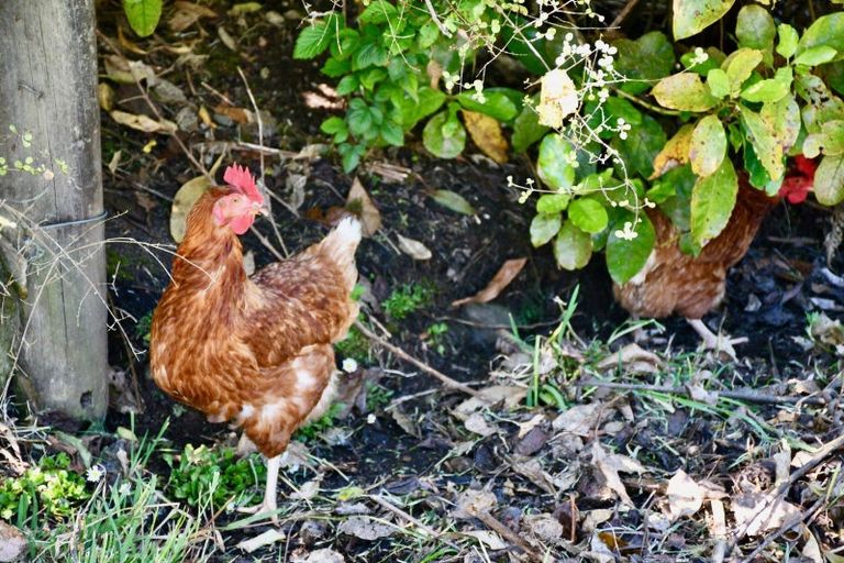 Photo of property in 4546 Karamea Highway, Karamea, 7893