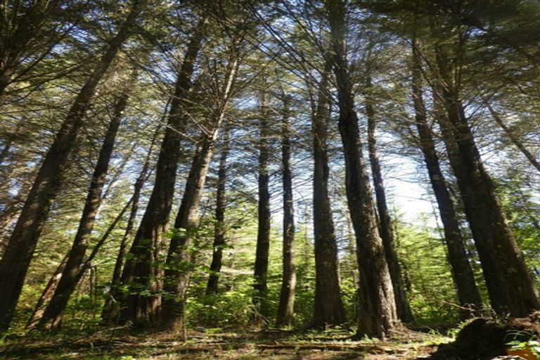 Photo of property in 168 Graham Valley Road, Motueka Valley, Motueka, 7196