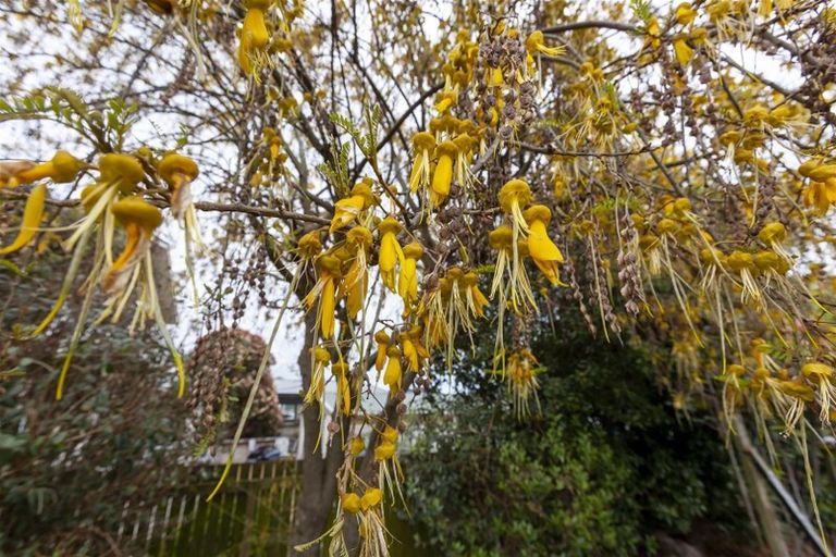 Photo of property in 1/3 Princeton Road, Raumati Beach, Paraparaumu, 5032