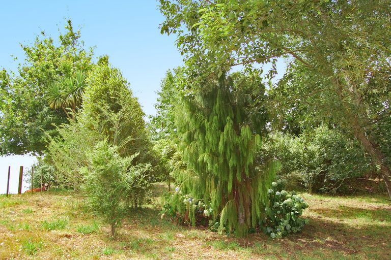 Photo of property in 87 Settlement Road, Kaiwaka, 0573