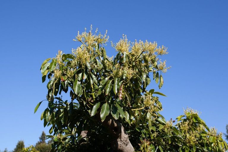 Photo of property in 1043c State Highway 25, Whenuakite, Whitianga, 3591