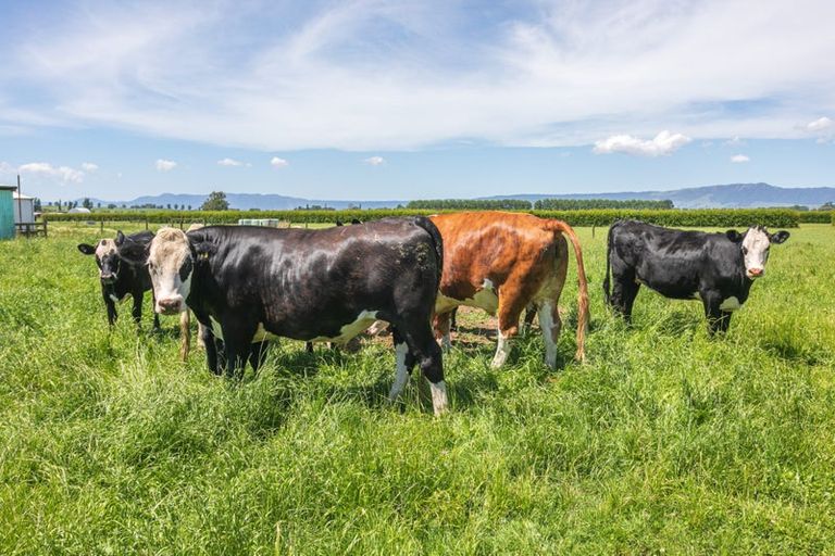 Photo of property in 5134 State Highway 29, Matamata, 3472