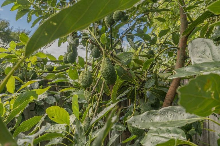 Photo of property in 1 Nicholas Avenue, Whitianga, 3510