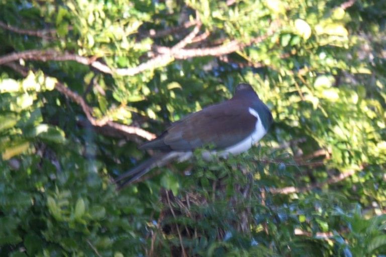 Photo of property in 10 Adams Road, Thornton Bay, Thames, 3575