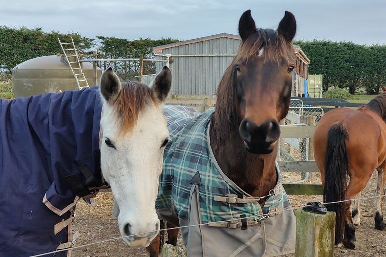 Photo of property in 593 Waikawa Beach Road, Waikawa Beach, Levin, 5573