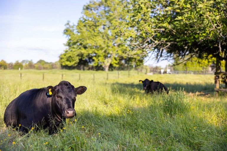 Photo of property in 117 Duncan Road, Tamahere, Hamilton, 3283