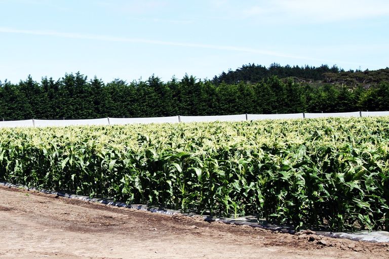 Photo of property in 3167 State Highway 1, Pukenui, Kaitaia, 0484