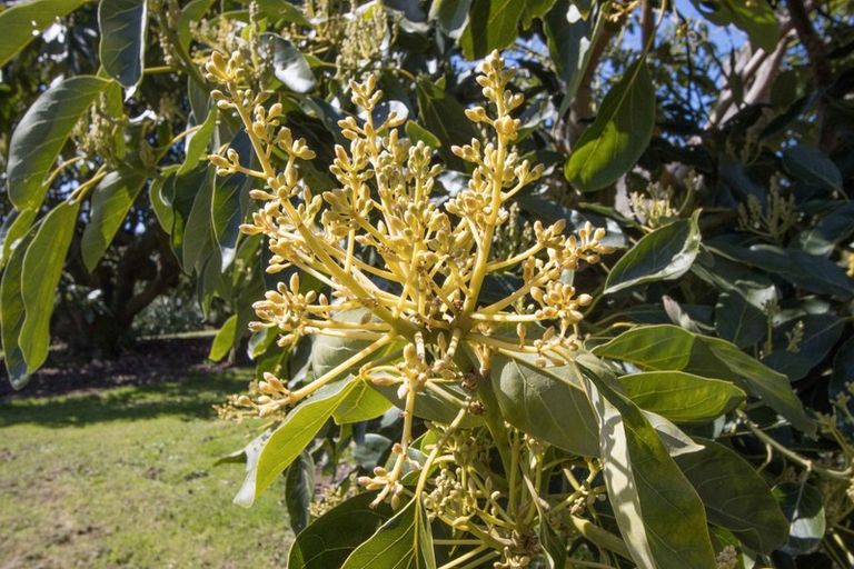 Photo of property in 210 Tuapiro Road, Tahawai, Katikati, 3170