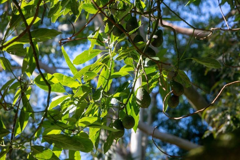 Photo of property in 664 State Highway 2, Tahawai, Katikati, 3170