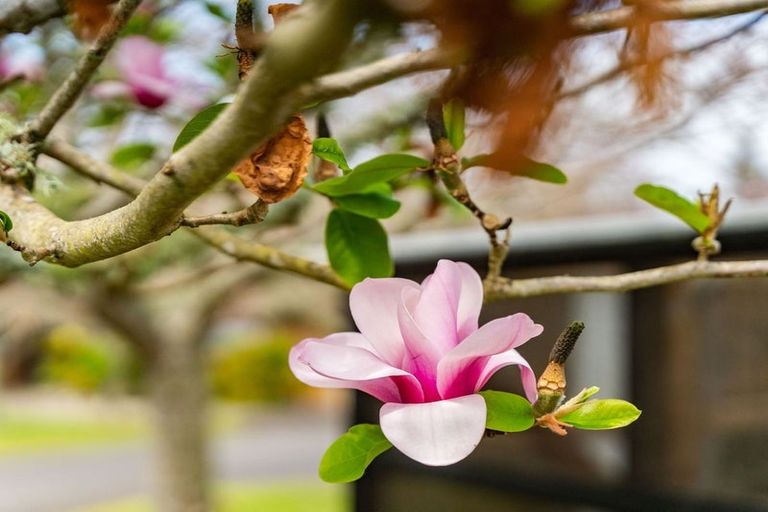 Photo of property in 49 Newton Road, Maungatapere, Whangarei, 0170