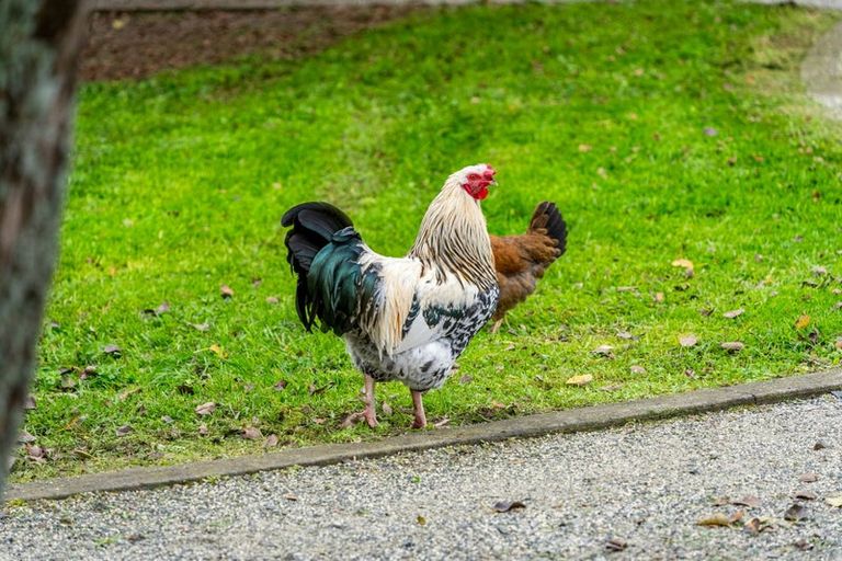 Photo of property in The Grand Apartments, 2d/4 Kell Drive, Albany, Auckland, 0632