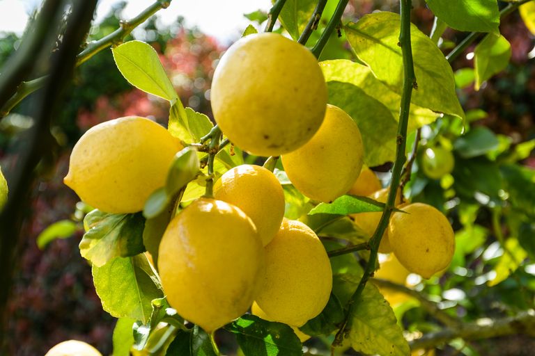 Photo of property in 19 Roger Guy Place, Welcome Bay, Tauranga, 3175