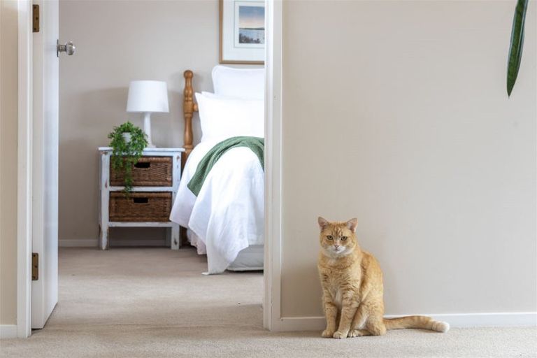 Photo of property in 484 Beach Road, Murrays Bay, Auckland, 0630