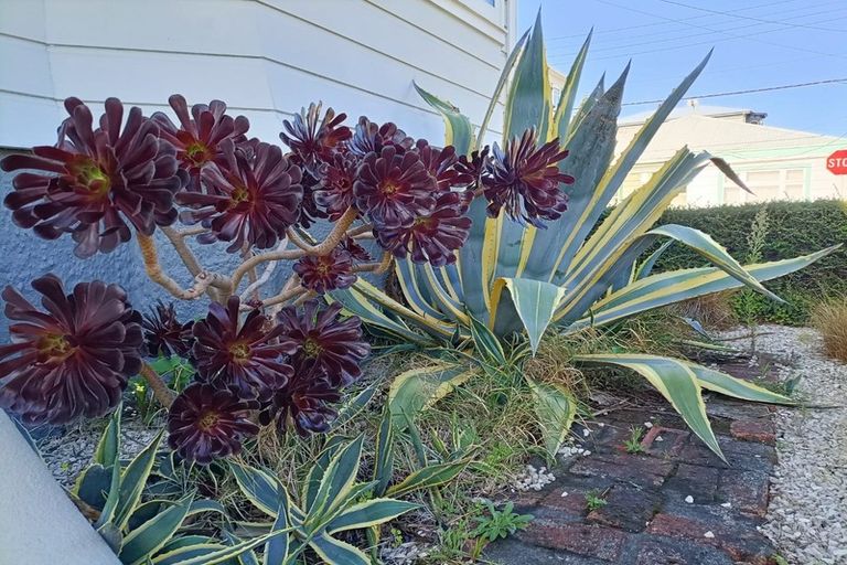 Photo of property in 141 Hanson Street, Newtown, Wellington, 6021