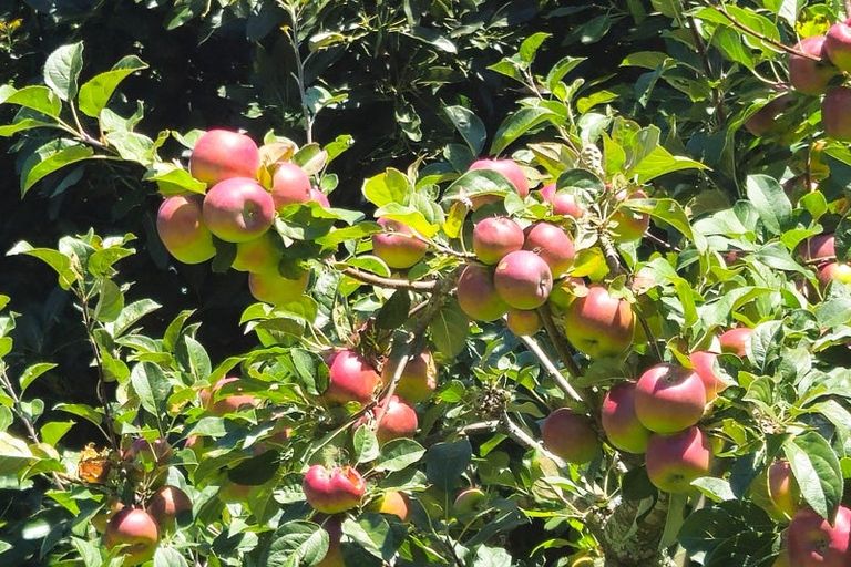 Photo of property in 90l Phillips Drive, Oropi, 3173