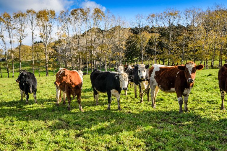 Photo of property in 1149b Whangaripo Valley Road, Whangaripo, Wellsford, 0972