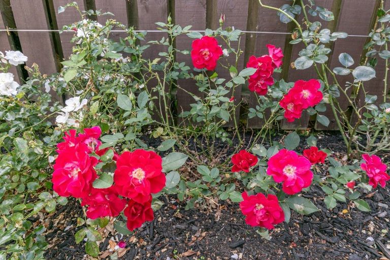 Photo of property in 34 Spencer Street, Crofton Downs, Wellington, 6035