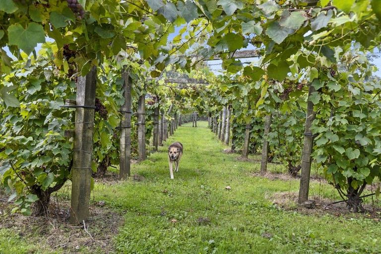 Photo of property in 126 Travers Road, Te Kauwhata, 3782