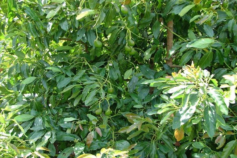 Photo of property in 882 South Head Road, South Head, Helensville, 0874