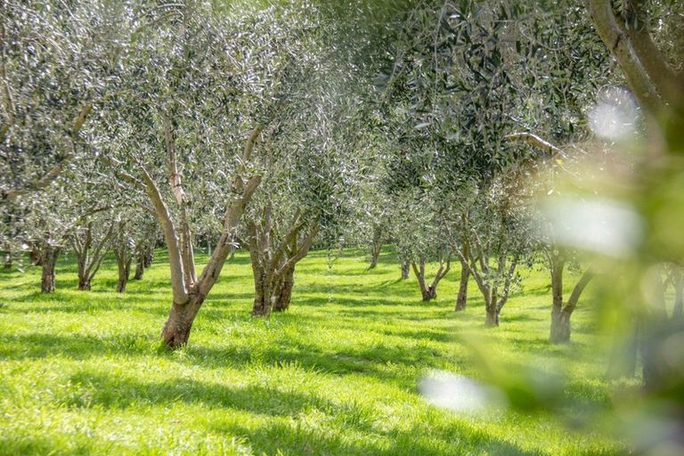 Photo of property in 124 Mangatarere Valley Road, Carrington, Carterton, 5791