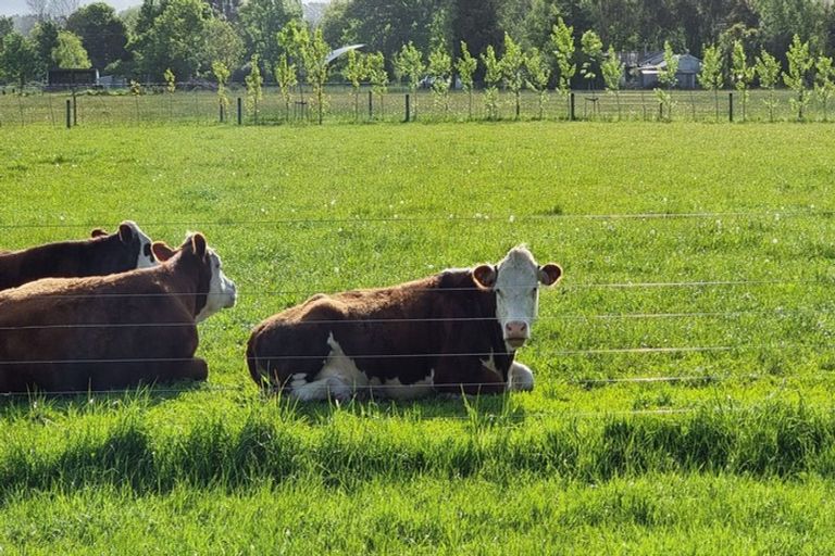 Photo of property in 15 Victoria Street, Oxford, 7430