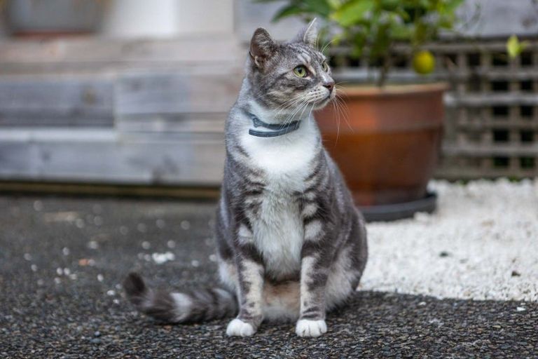 Photo of property in 10/108a Verran Road, Birkdale, Auckland, 0626