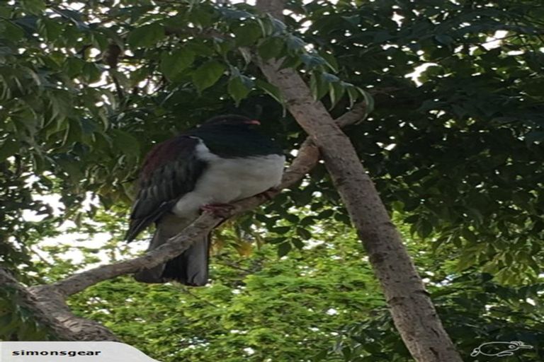 Photo of property in 36 Edwards Court, Pukekohe, 2120