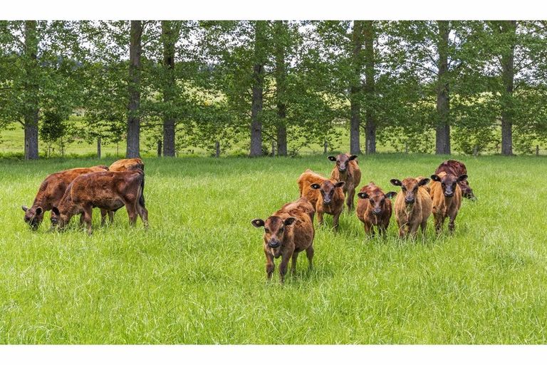 Photo of property in 80 State Highway 3, Piopio, 3970