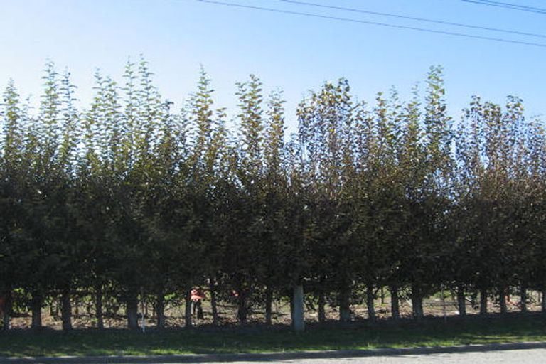 Photo of property in 4 Thomas Street, Temuka, 7920