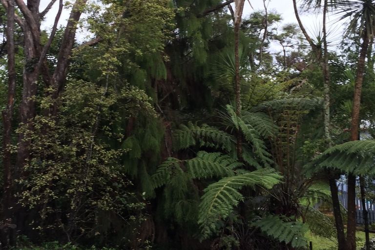 Photo of property in 4 Stallard Place, Glen Eden, Auckland, 0602