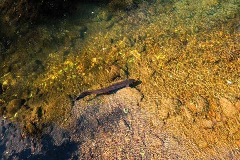 Photo of property in 1760 Mountain Road, Inglewood, 4386