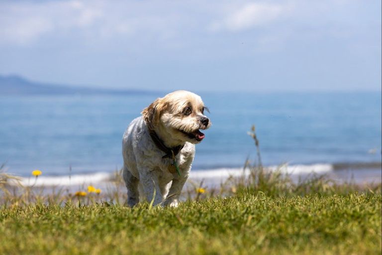 Photo of property in 57 Mckenzie Avenue, Arkles Bay, Whangaparaoa, 0932