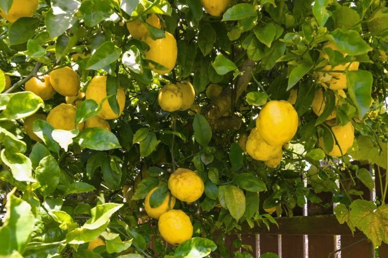 Photo of property in 2 Cargill Street, Levin, 5510