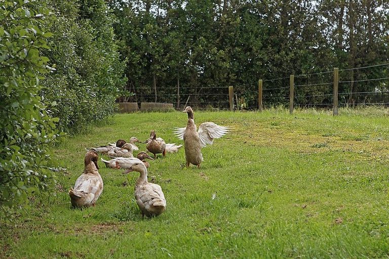 Photo of property in 232 Ngariki Road, Rahotu, Opunake, 4684