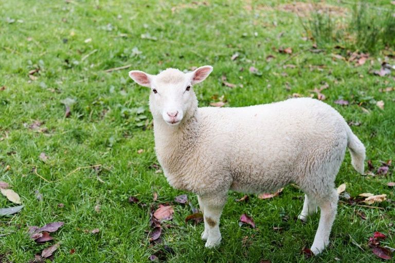 Photo of property in 292 Waipori Falls Road, Berwick, Outram, 9073