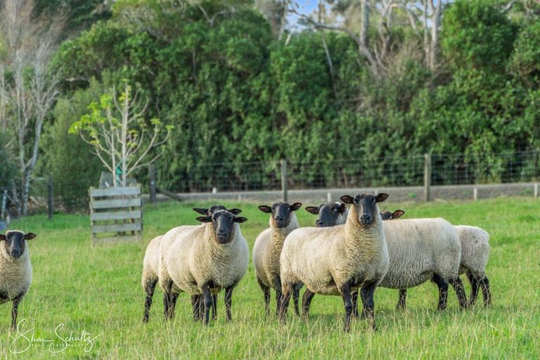 Photo of property in 86 Matakohe Wharf Road, Matakohe, 0593