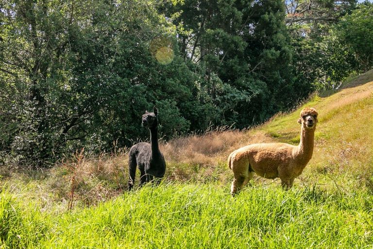 Photo of property in 92 Awanui Rise, Papakura, 2582