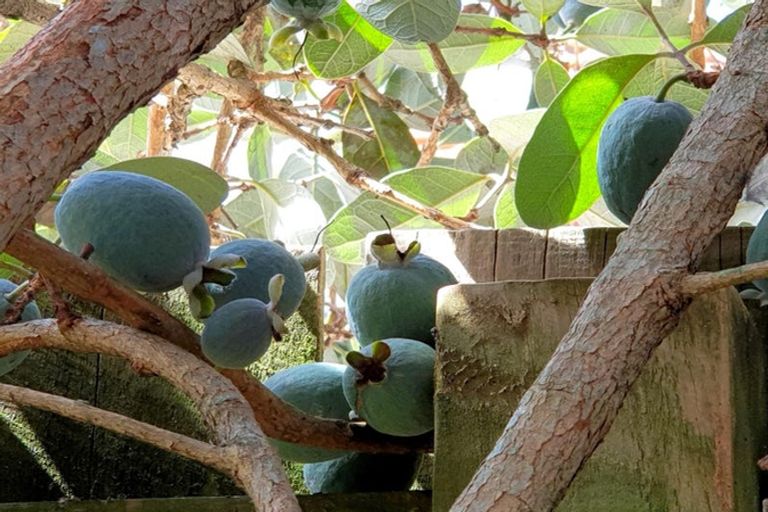 Photo of property in 26 Omagh Avenue, Papatoetoe, Auckland, 2025