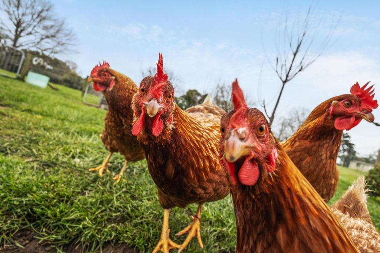 Photo of property in 332 Harwoods Road, Tapapa, Tirau, 3485