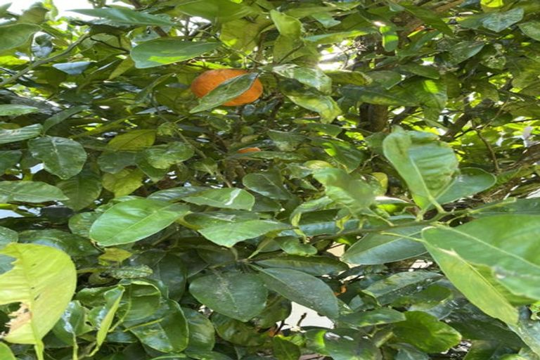 Photo of property in 102 Kennedy Road, Waikino, Waihi, 3682