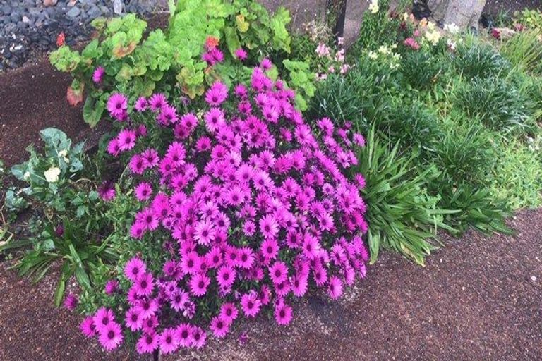 Photo of property in 34 De Quincey Terrace, Highland Park, Auckland, 2010