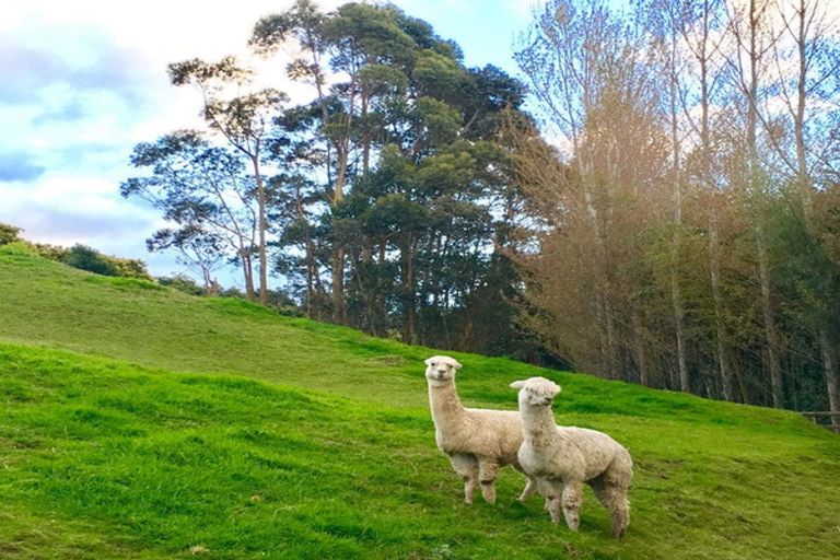 Photo of property in 306 Pahoia Road, Whakamarama, Tauranga, 3172