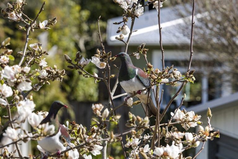 Photo of property in 175 Huatoki Street, Upper Vogeltown, New Plymouth, 4310